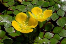 Ludwigia sedoides 9.jpg