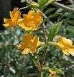 Mimulus_bifidus_Sticky_Monkeyflower_12.JPG