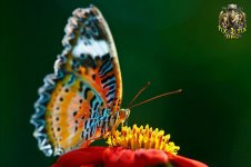 1214727074butterfly1-thumb.jpg