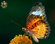 1214727074butterfly2-thumb.jpg