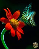 1214727074butterfly4-thumb.jpg