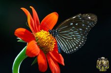 1214727074butterfly5-thumb.jpg