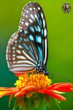 1214727074butterfly6-thumb.jpg