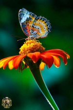1214727074butterfly7-thumb.jpg