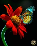 1214727074butterfly8-thumb.jpg