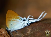 1214727074butterfly12-thumb.jpg