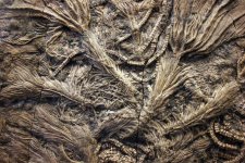 Crinoid_Fossils_of_Jurassic.jpg