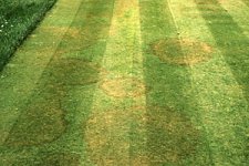 rhizoctonialead.jpg