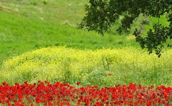 Kurdistan-in-Spring-08.jpg