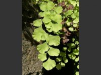 adiantum_capillus-veneris_maidenhair_fern_11-07-06.jpg
