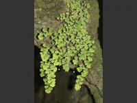 adiantum_capillus-veneris_maidenhair_fern_beach_tufa_habitat_14-12-10_2.jpg