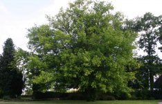 Acer-negundo-total.jpg Acer-negundo-total.jpg
