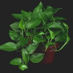 pothos.jpg