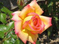 1_Roses_09.jpg