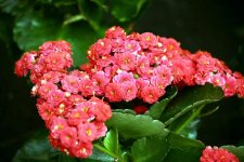 Kalanchoe blossfeldiana 6.jpg