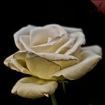 white_rose_by_kenderson-d4jzl4a.jpg