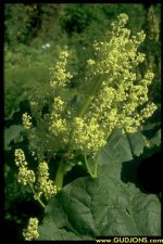 Rheum-officinale-2.jpg