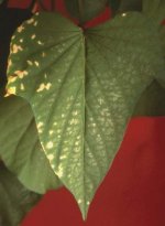 Mo_def-silvery%20and%20necrotic%20spots-JOS.jpg
