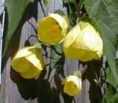 Abutilon darwinii 3.jpg