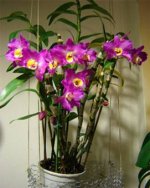 Dendrobium nobile 8.jpg