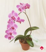 phalaenopsis Orchid 6.jpg