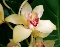 cymbidium Orchid 9.jpg