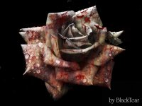 Dead_Rose_by_DeathsBlacktear[1].jpg