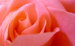Flower.Pixfa.net[1].jpg