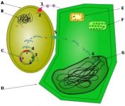 300px-Transfection_by_Agrobacterium_svg.jpg