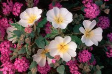 Dune-Primrose-And-Sand-Verbena.jpg