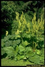 Rheum-officinale-1.jpg