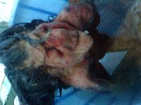 DSC00438.jpg DSC00438.jpg