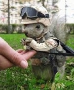 army_squirrel[1].jpg