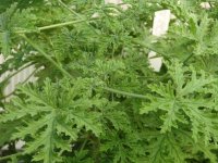 Geranium_Citronella_Scented_Full_2_thumb_650.jpg