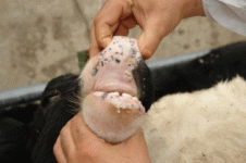cattle-fmd-1.gif