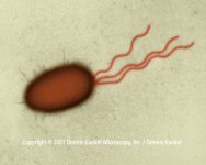 E.coli.jpg