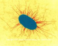 E.coli2.jpg