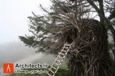 treehouse-nest.jpg