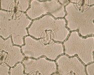 Diacytic44.jpg