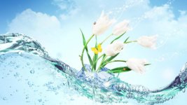 flower-wallpaper-desktop-640x360.jpg