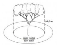 tree-root-zone.jpg