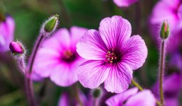 geraniums.jpg
