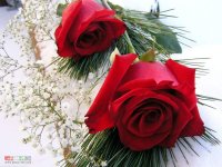 red_roses_wallpaper.jpg red_roses_wallpaper.jpg