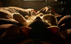 kitten-sleep-on-blanket.jpg