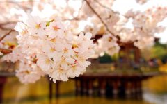 spring-blossoms-hd.jpg