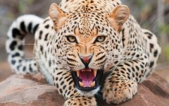 angry-leopard-cat.jpg