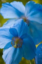 meconopsis_lingholm_lge.jpg