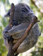 364x470_q75IRANTO9_t_these_funny_animals_695_640_13.jpg