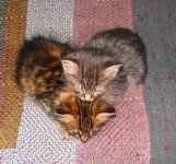 502x470_q75IRANTO9_t_these_funny_animals_695_640_06.jpg