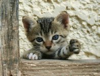 613x470_q75IRANTO9_t_these_funny_animals_695_640_33.jpg